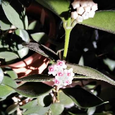 Hoya nummularioides