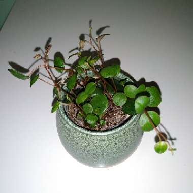 Peperomia Perciliata