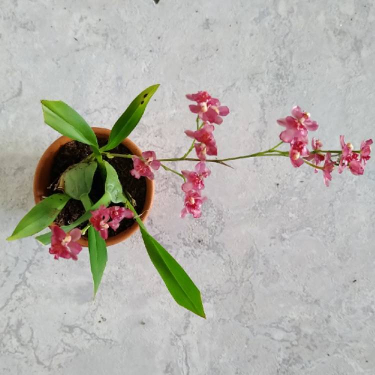 Plant image Oncidium 'Twinkle Red'