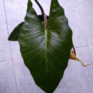 Colocasia esculenta  syn. Colocasia antiquorum