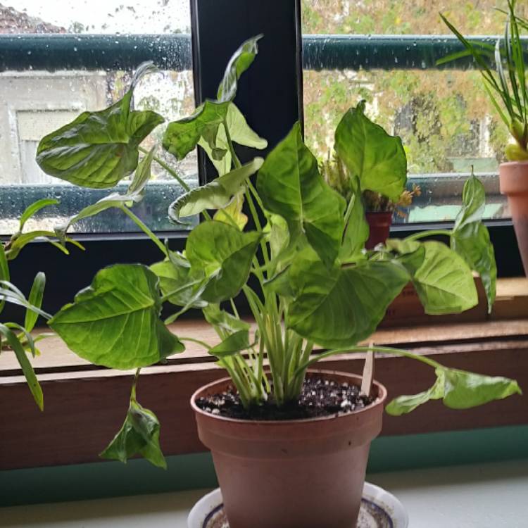 Plant image Syngonium 'Milk Confetti'