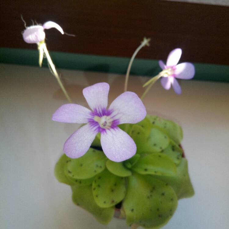 Plant image Pinguicula 'Tina'