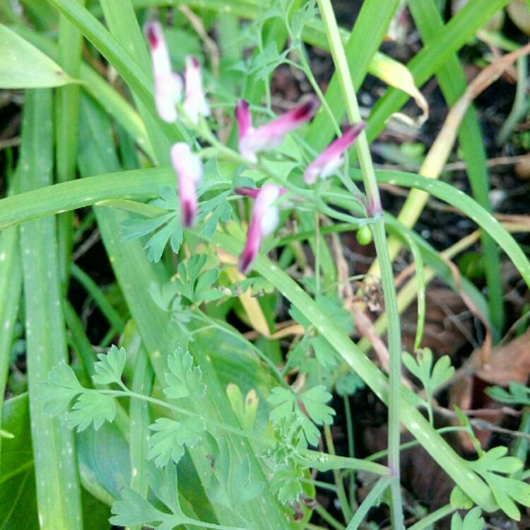 Plant image Fumaria Officinalis