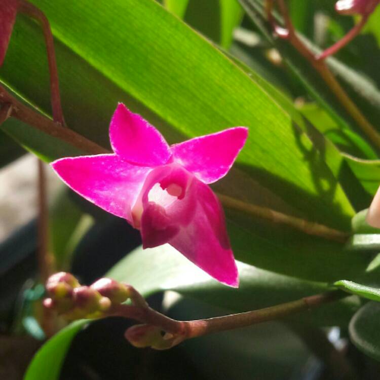 Plant image Dendrobium 'Berry Oda'