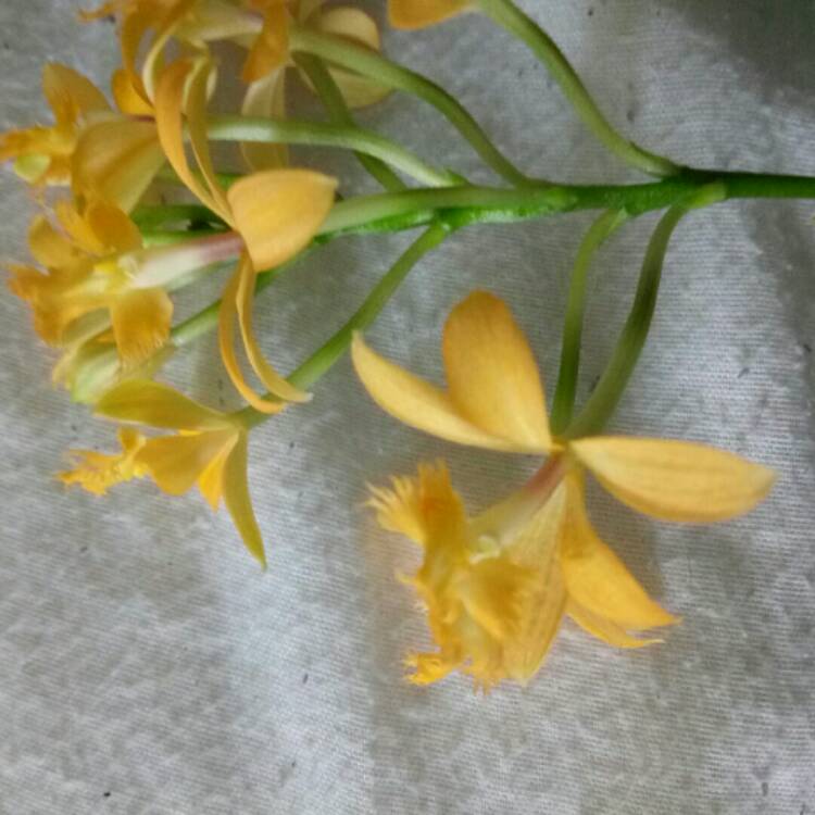 Plant image Epidendrum Secundum