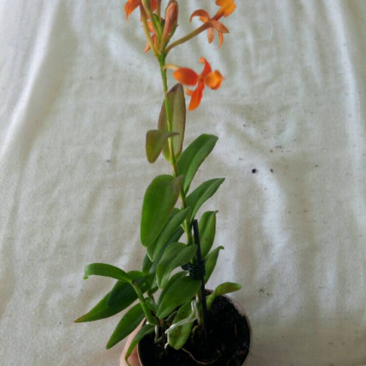 Plant image Epidendrum Radicans