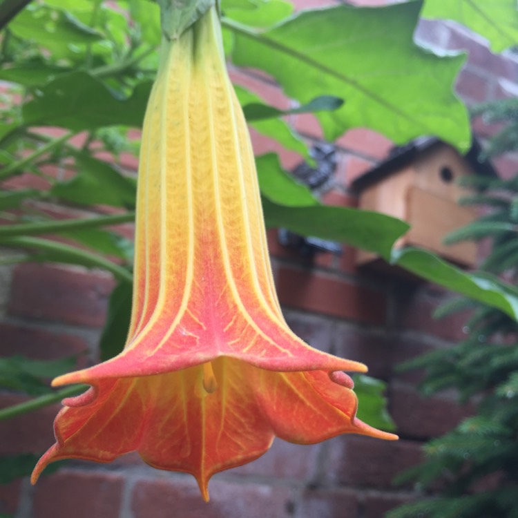 Plant image Brugmansia sanguinea