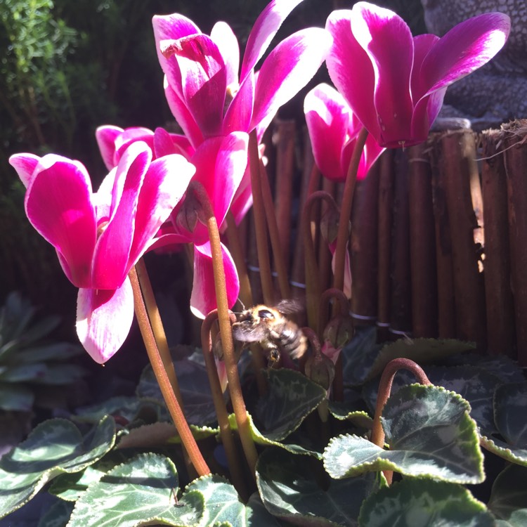 Plant image Cyclamen 'Halios Fantasia Deep Rose' (Halios Series)