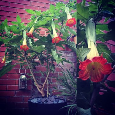 Brugmansia sanguinea