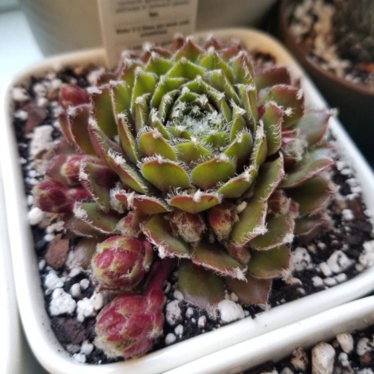 Plant image Sempervivum Jade Rose