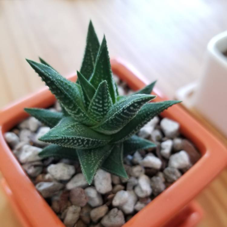 Plant image Haworthia tortuosa