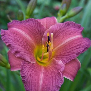 Plant image Hemerocallis 'Purple De Oro'