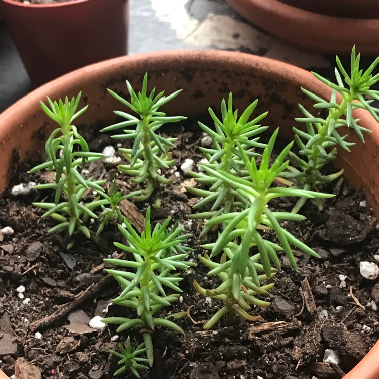 Plant image Sedum Mexicanum 'Lemon Ball'