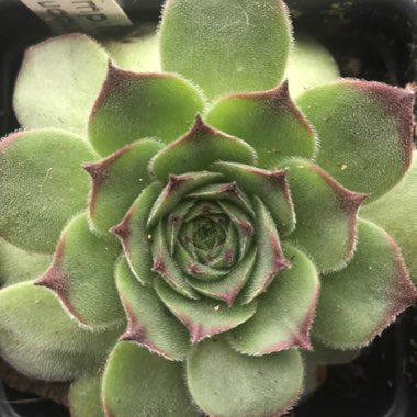 Sempervivum 'Tectorum Greenii'