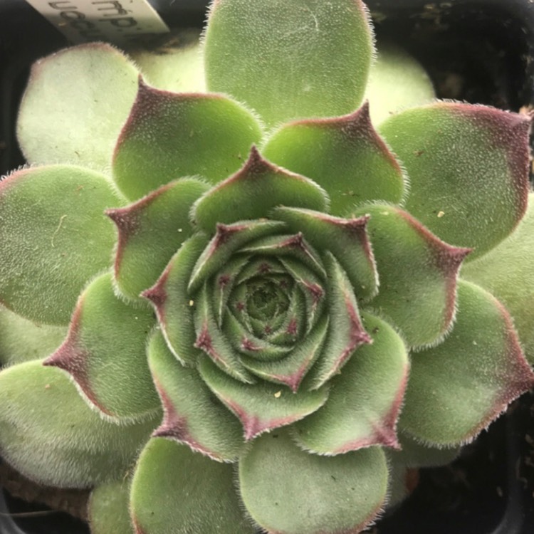 Plant image Sempervivum Tectorum Greenii