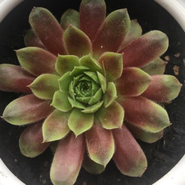 Sempervivum 'Red Chief'