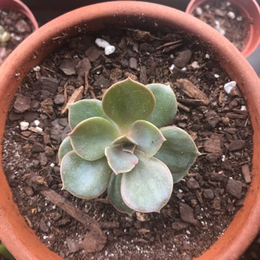 Echeveria 'Perle Von Nurnberg'