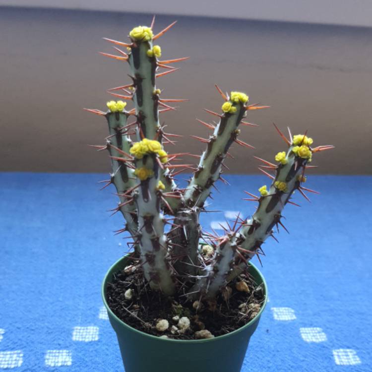 Plant image Euphorbia Aeruginosa var. Minor