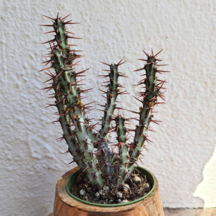 Plant image Euphorbia Aeruginosa var. Minor