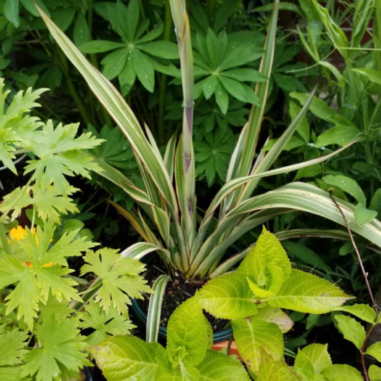 Plant image Phormium tenax Variegata