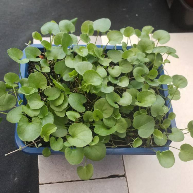 Plant image Dichondra repens