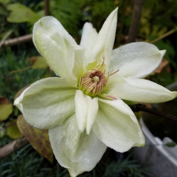 Plant image Clematis 'Mrs George Jackman'