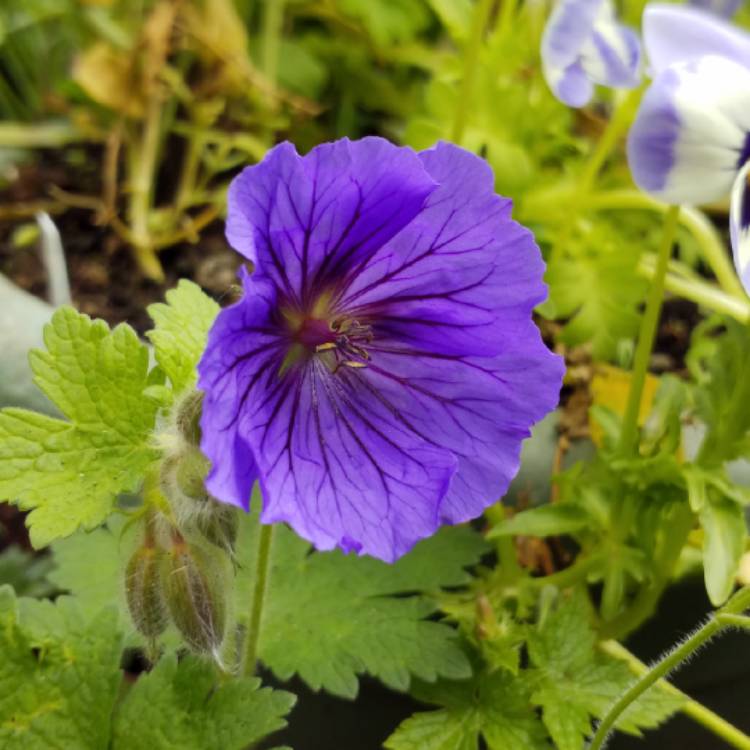 Plant image Geranium x magnificum syn. Geranium magnificum