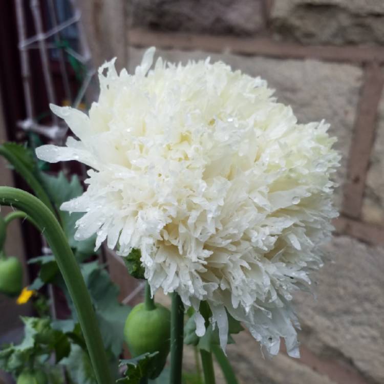 Plant image Papaver somniferum (Laciniatum Group) 'Swansdown'