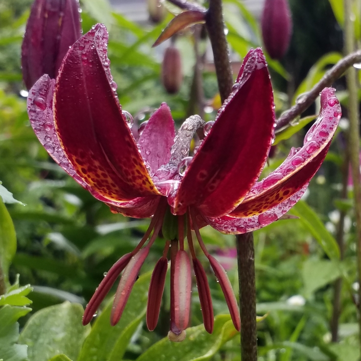 Plant image Lilium martagon