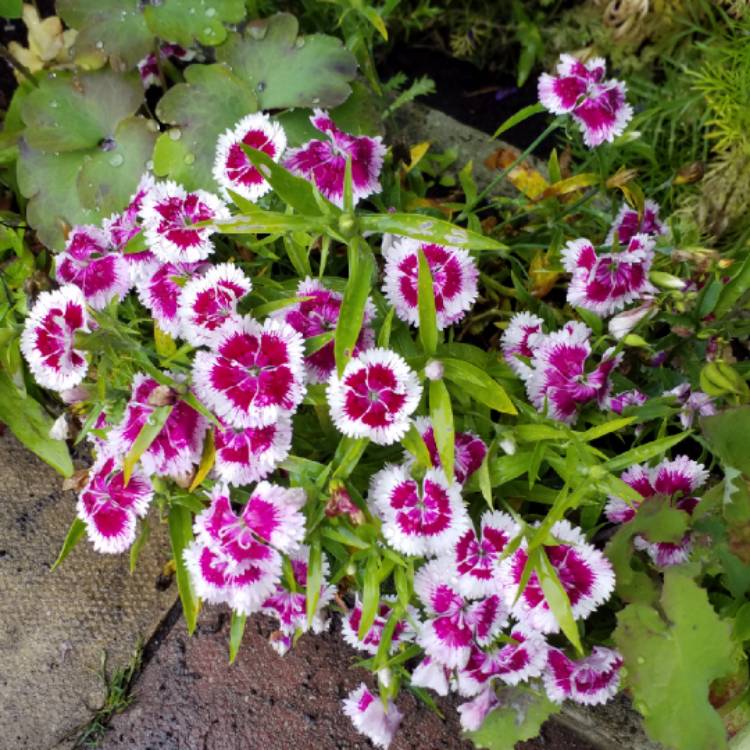 Plant image Dianthus barbatus 'Persian Carpet'