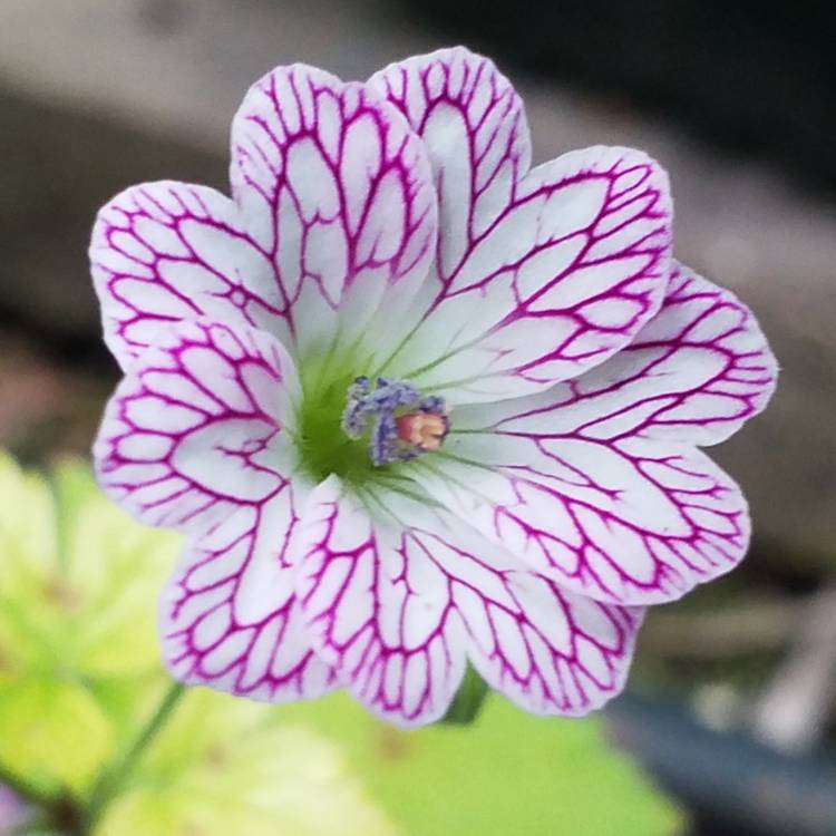 Plant image Geranium versicolor