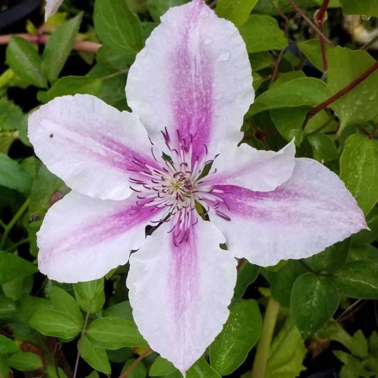 Plant image Clematis 'Darius'