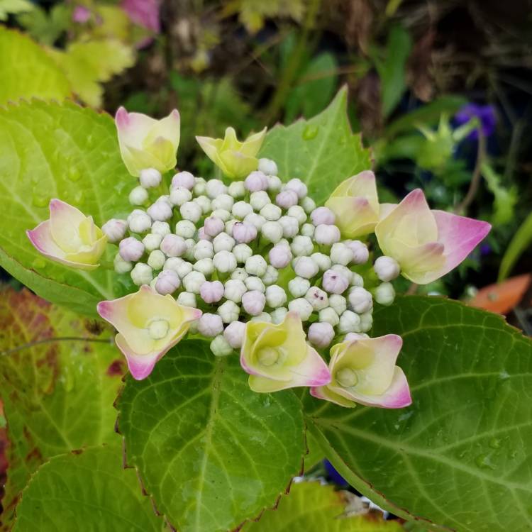 Plant image Hydrangea macrophylla 'Blaumeise'