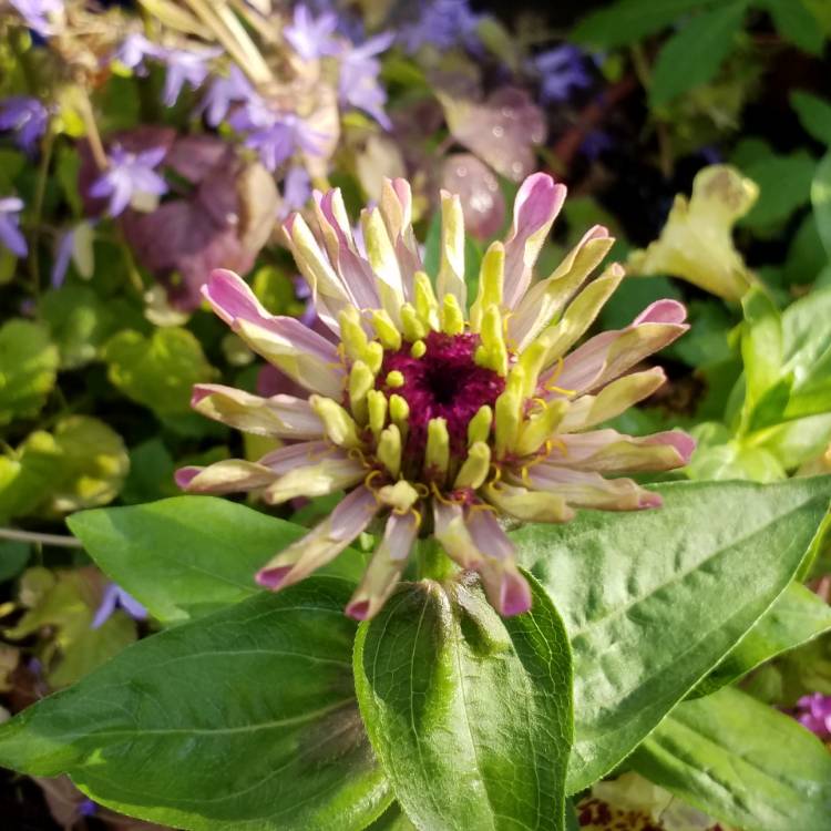 Plant image Zinnia elegans 'Pinca'