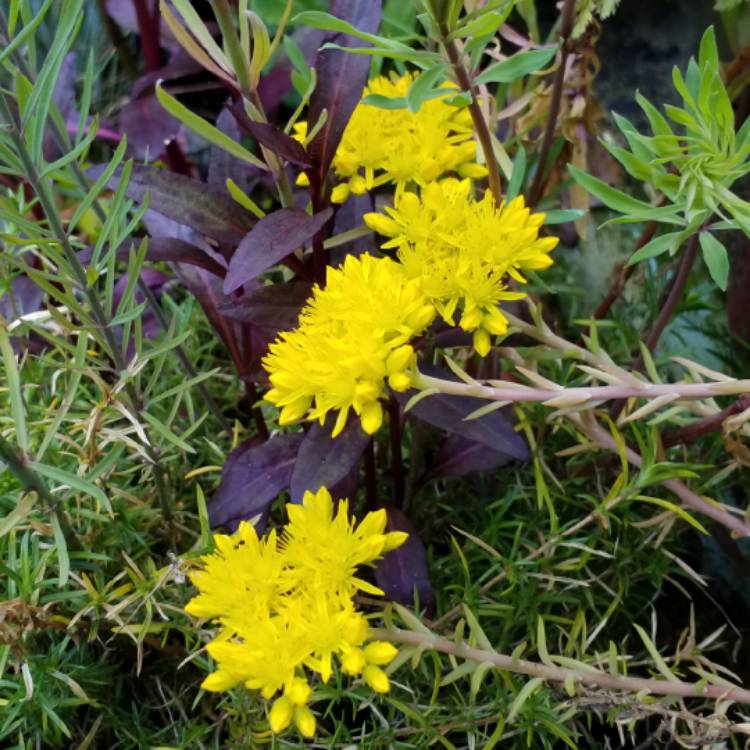 Plant image Sedum Rupestre