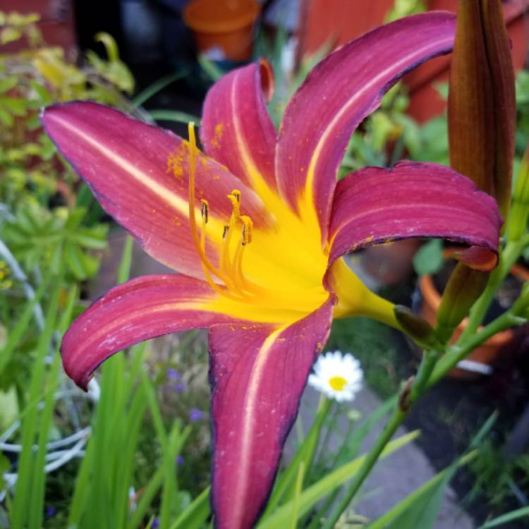 Plant image Hemerocallis 'Autumn Red'