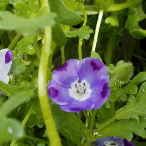 Plant image Nemophila maculata