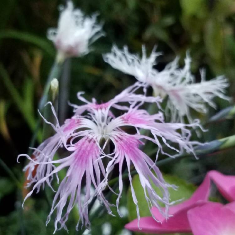 Plant image Dianthus 'Rainbow Loveliness Mix'