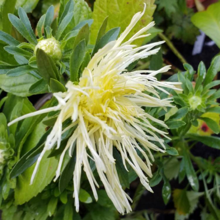 Plant image Callistephus chinensis 'Spider Chrysanthemum'