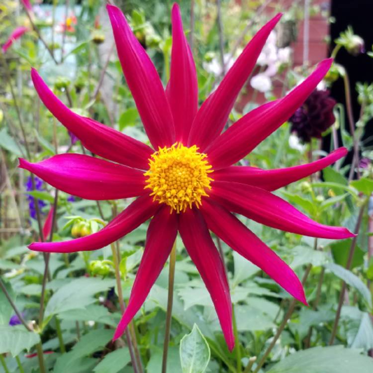 Plant image Dahlia variabilis 'Giant Hybrids Mixed'