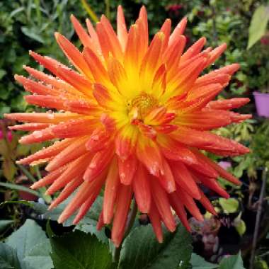 Dahlia 'Gudoshnik'