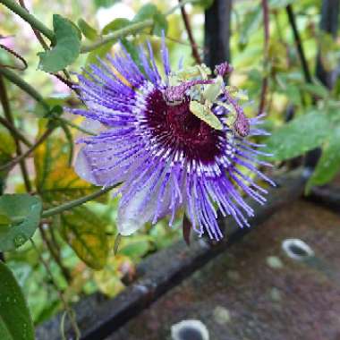 Passiflora 'Purple Haze'