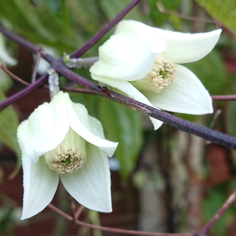 Plant image Clematis urophylla 'Winter Beauty'