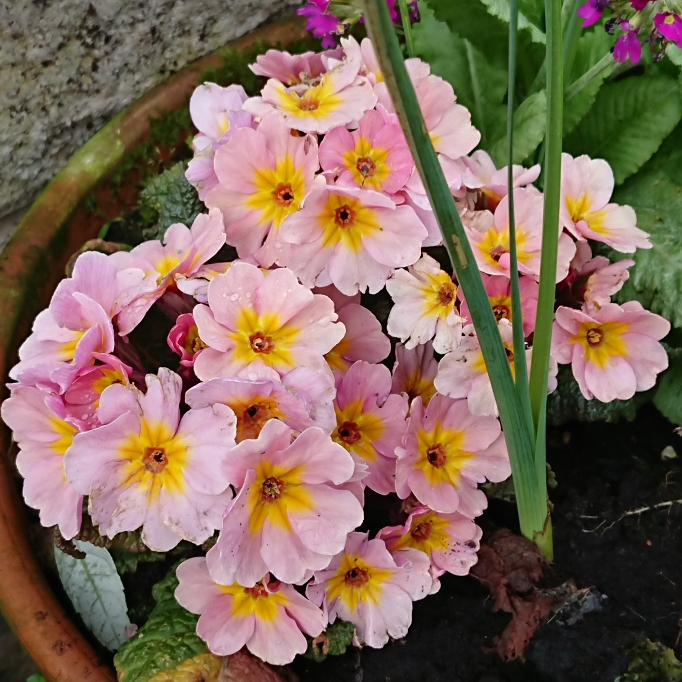 Plant image Primula Polyantha 'Champagne'