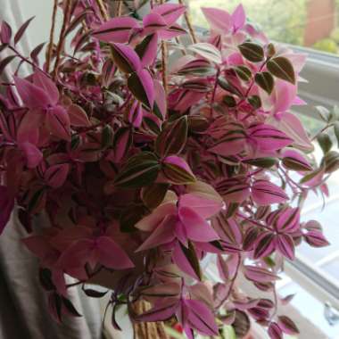 Tradescantia fluminensis 'Laekenensis' syn. Tradescantia fluminensis 'Laekenensis Rainbow'