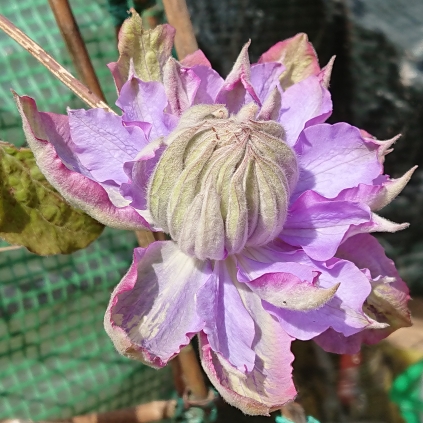 Plant image Clematis purpurea 'Plenas Elegans'