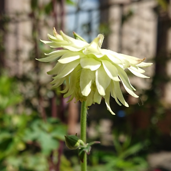 Plant image Aquilegia 'Green Apples'