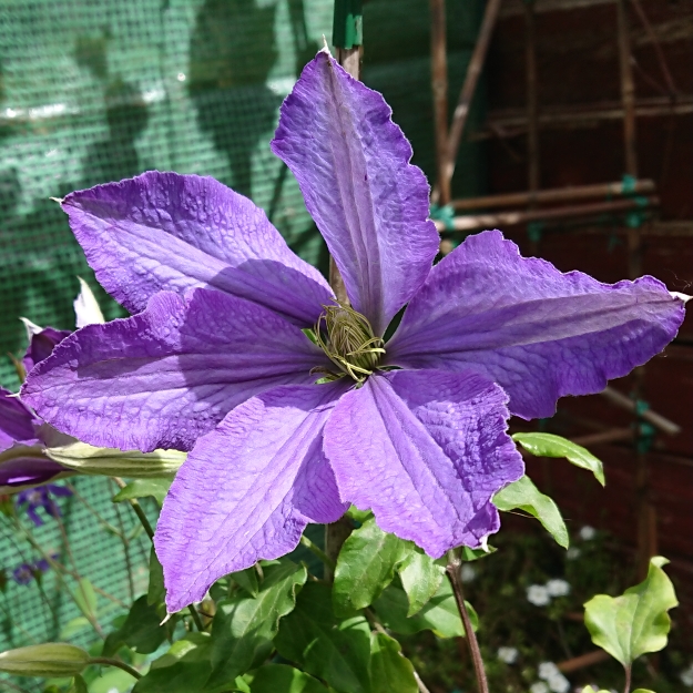 Plant image Clematis 'Star Of India'