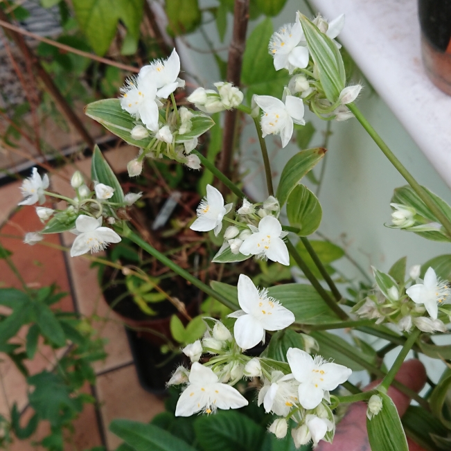 Plant image Tradescantia fluminensis 'Albovittata' syn. Tradescantia albiflora 'Albovittata'