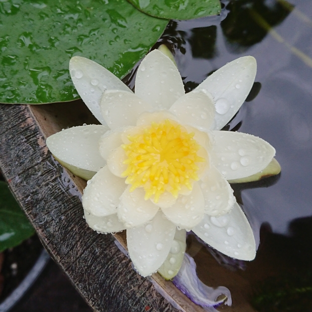 plant image 1341004